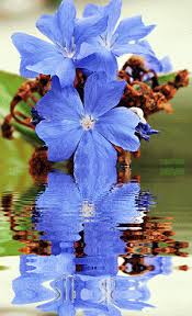 On mobile and touchscreens, press down on the gif for a couple of seconds and the save. Pin By Amy On Flower Reflection Beautiful Flowers Flower Wallpaper Light Blue Flowers