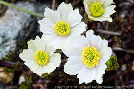 Image result for Polygala sparsiflora