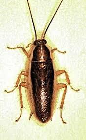 This means that they help other plants grow! Fun Insect Facts For Kids Interesting Information About Insects