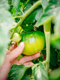 Not all soils are necessarily deficient in the three major. How To Grow Tomatoes In Pots Even Without A Garden Garden Betty
