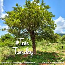 Image result for Philenoptera