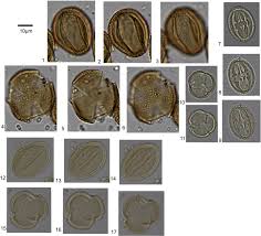 Image result for Drypetes gerrardii