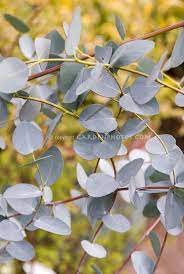 Eucalyptus Gunnii Silver Drop Plant Flower Stock Photography Gardenphotos Com Flower Stock Photography Silver Plant Plants