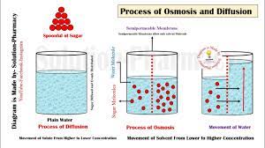 Simple squamous epithelia are tissues formed from one layer of squamous cells that line surfaces. Osmosis And Diffusion Simple Explanation Via Powerpoint Animation Hindi By Solution Pharmacy Youtube