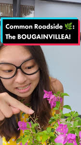 Exploring Tropical Plants with Lai Jie Jie