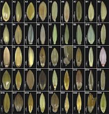 Image result for Poecilostachys oplismenoides