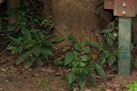 Image result for Pupalia micrantha