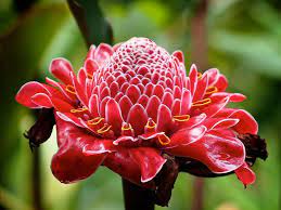How To Grow And Care For Torch Ginger Etlingera Elatior World Of Flowering Plants Ginger Plant Flower Ginger Flower Unusual Flowers