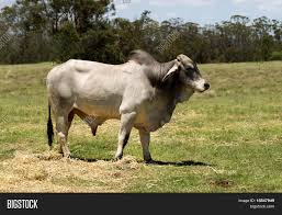 Maybe you would like to learn more about one of these? Australian Brahman Image Photo Free Trial Bigstock