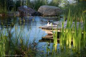 Steg Aus Holz Schwimmteich Badeteich Naturpool Schwimmteich Naturschwimmteich Natur Pool