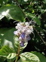 Image result for Rotheca aurantiaca