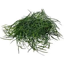 Image result for Asparagus petersianus