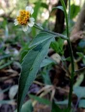 Image result for Pycreus mundtii