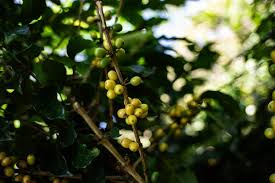Image result for Coffea mufindiensis