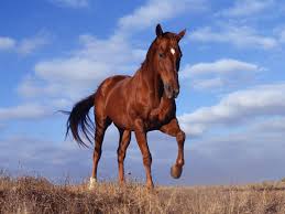Maybe you would like to learn more about one of these? Cheval A Imprimer En Couleur Pasteurinstituteindia Com