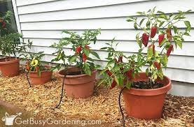 How To Grow Peppers The Ultimate Guide Hot Peppers Plants Pepper Plants Growing Peppers