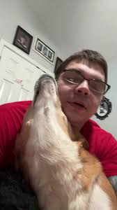 Dog Love Overload #dog #dogsoftiktok #germanshepherd #corgi #redheeler  #dogs #fyp #jealous #puppy