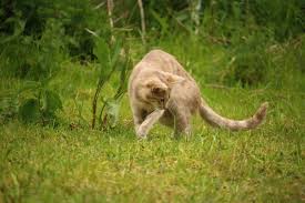 Fotograf Cimen Vahsi Hayat Kedi Yavrusu Memeli Fauna Vahsi Hayvan Kanguru Omurgali Mieze Marsupial Safari Cins Kedi Orkinos Kaplan Kedisi Macropodidae 5184x3456 619807 Ucretsiz Resimler Pxhere