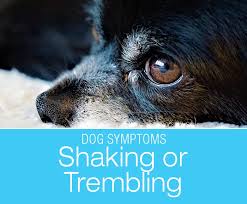 Why Is My Dog Trembling Shaking Or Shivering In Dogs In 2020 Dogs Dog Shaking Dog Health