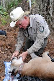 A male panther's home range is very large and averages 275 square miles and overlaps with the smaller home ranges of females. Breeding Florida Panthers With Cougars Saved The State Animal From Extinction New Study Says