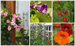 How do you plant climbing plants? 14 Perfect Climbing Annuals Garden Lovers Club
