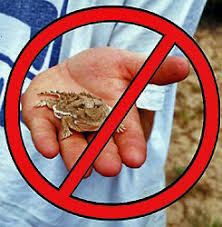 Short Horned Lizard Bryce Canyon National Park U S National Park Service