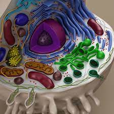 Cell Animal 3d Model Animal Cell Project Animal Cell 3d Animal Cell Model