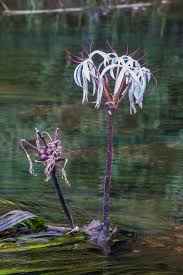 Image result for Crinum aurantiacum