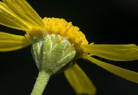 Image result for Alvesia cylindricalyx