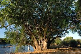 Image result for Xanthocercis zambesiaca