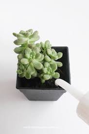 Several factors will contribute to how often you water your cactus, such as the location of your plant and what climates you keep reading for more water and cactus care tips. How Do I Water My Indoor Succulent Plants How Much And How Often Should I Water My Indoor Succulent Pla How To Water Succulents Planting Succulents Succulents