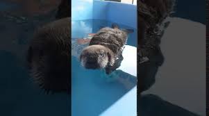 I would give anything to be that baby otter. Otter Fresh Positivity