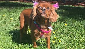 Like the rescue trust's facebook page: Their Dog Died At 3 Years Old What Marley S Family Wants You To Know Aspca