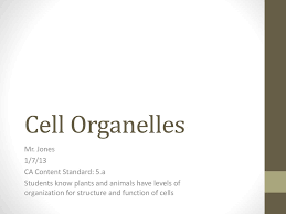 The function of the vacuole is to store food water and waste. Cell Organelles Mr Jones 1 7 13 Ca Content Standard 5 A Ppt Download