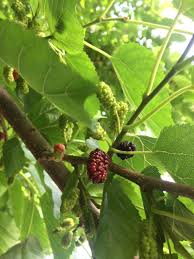 Swiftly reaching heights up to 15 feet tall and 10 feet wide, it's a magnificent sight. When You See Mushed Black Berries All Over The Sidewalk Look Up It S A Mulberry Tree The Little Dark Fruits Are Delicious And Free Nyc