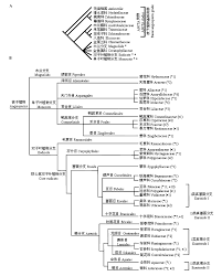Image result for Aeschynomene nematopoda