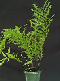 Image result for Drynaria