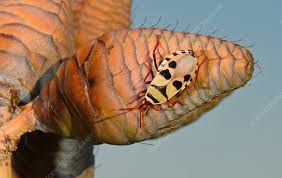 Image result for Arthraerua leubnitziae