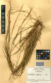 Image result for Anadelphia