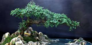 Inspirasi dari berbagai sumber semoga dapat menambah ide buat bahan bonsai kita видео inspirasi bonsai penjing dan on the rock канала adlan altamis. Cara Membuat Bonsai Penjing Penuh Imajinasi