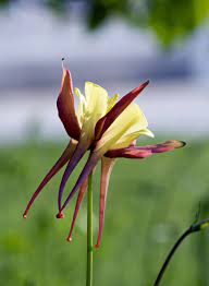 Pin On Bleeding Hearts For Columbine