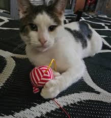 What happens behind the scenes of a rescue! Dorito had major eye issues. He  was trying to maneuver through life with just slits to see out of. The  eyelashes were causing continuous