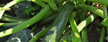 Check spelling or type a new query. Comment Traiter L Oidium Sur Les Courgettes Terre Vivante