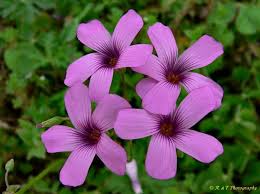 Image result for Oxalis purpurascens