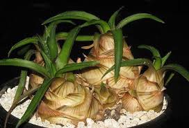 I have an aloe vera plant which has been fine since i bought it. Aloe Richardsiae 2 Caudex Bulb Succulent All In One Rare å¤šè‚‰
