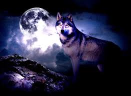 We offer an extraordinary number of hd images that will instantly freshen up your smartphone or computer. Wolf Moon Wallpapers Top Free Wolf Moon Backgrounds Wallpaperaccess