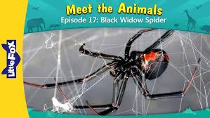 Learn to identify a black widow spider web and you'll always know what type of spider you're dealing with, and when it's time to contact a pest management the thing that strikes most people about black widow webs is how chaotic they appear. Meet The Animals 17 Black Widow Spider Wild Animals Little Fox Animated Stories For Kids Youtube