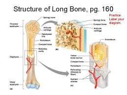 Long bones consist of a diaphysis, metaphysis and epiphysis. Homework Read Chap 6 Study All The Bone