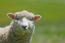 The top wool producing states include california, utah, wyoming, colorado, and south dakota. Raising Sheep Buying And Caring For Your First Flock Countryside
