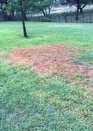 Neil What S Wrong With My St Augustine Is This Some Kind Of Fungus And The Answer Is This Is Ongoing Damage Of C Lawn Problems Chinch St Augustine Grass